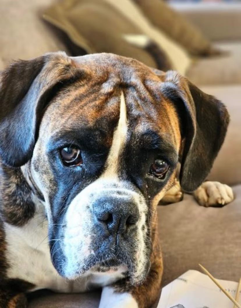 Boxer