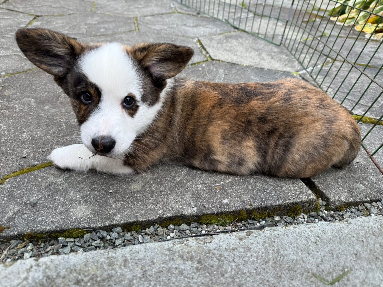 Welsh corgi cardigan