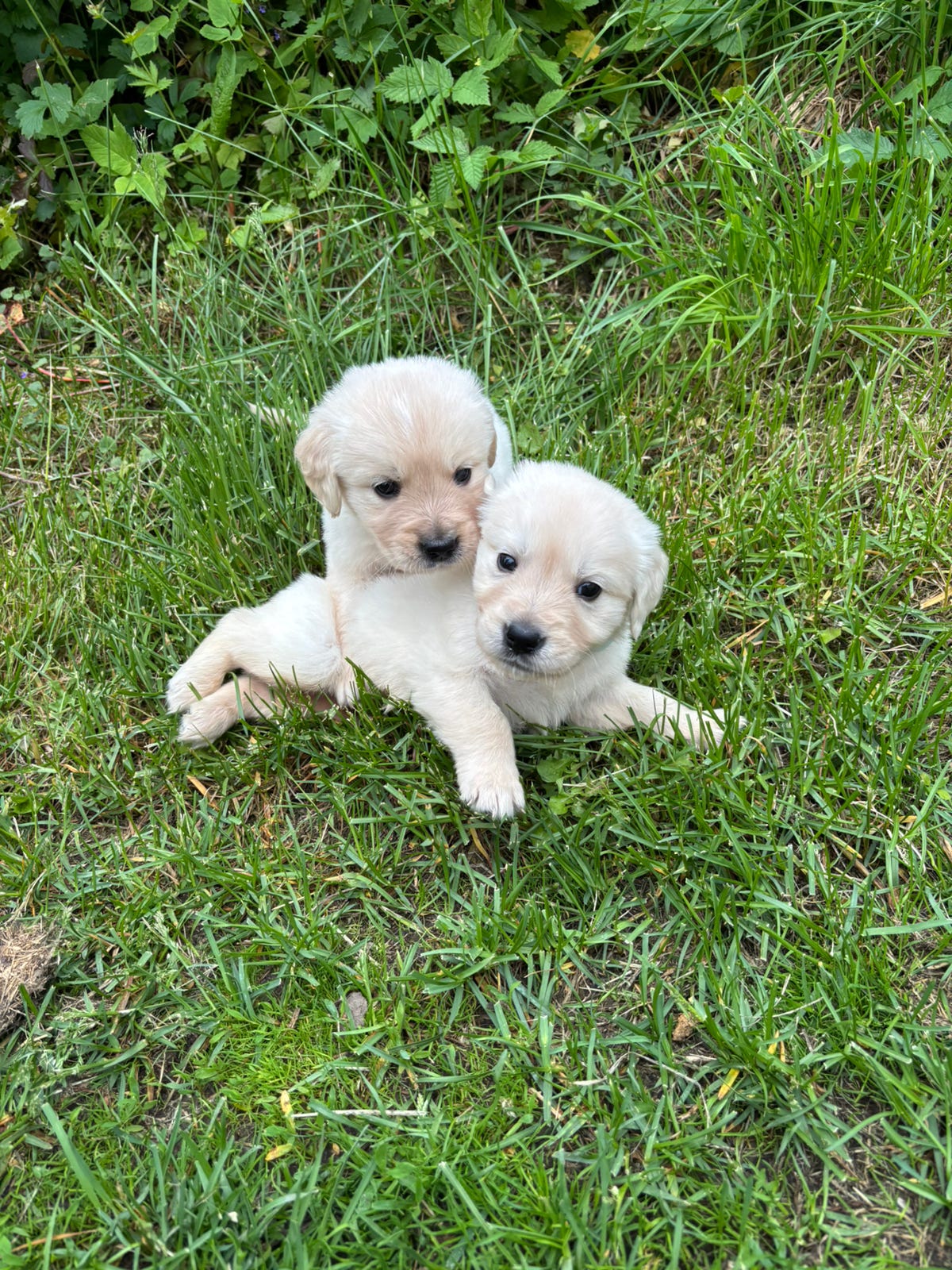 Golden retriever