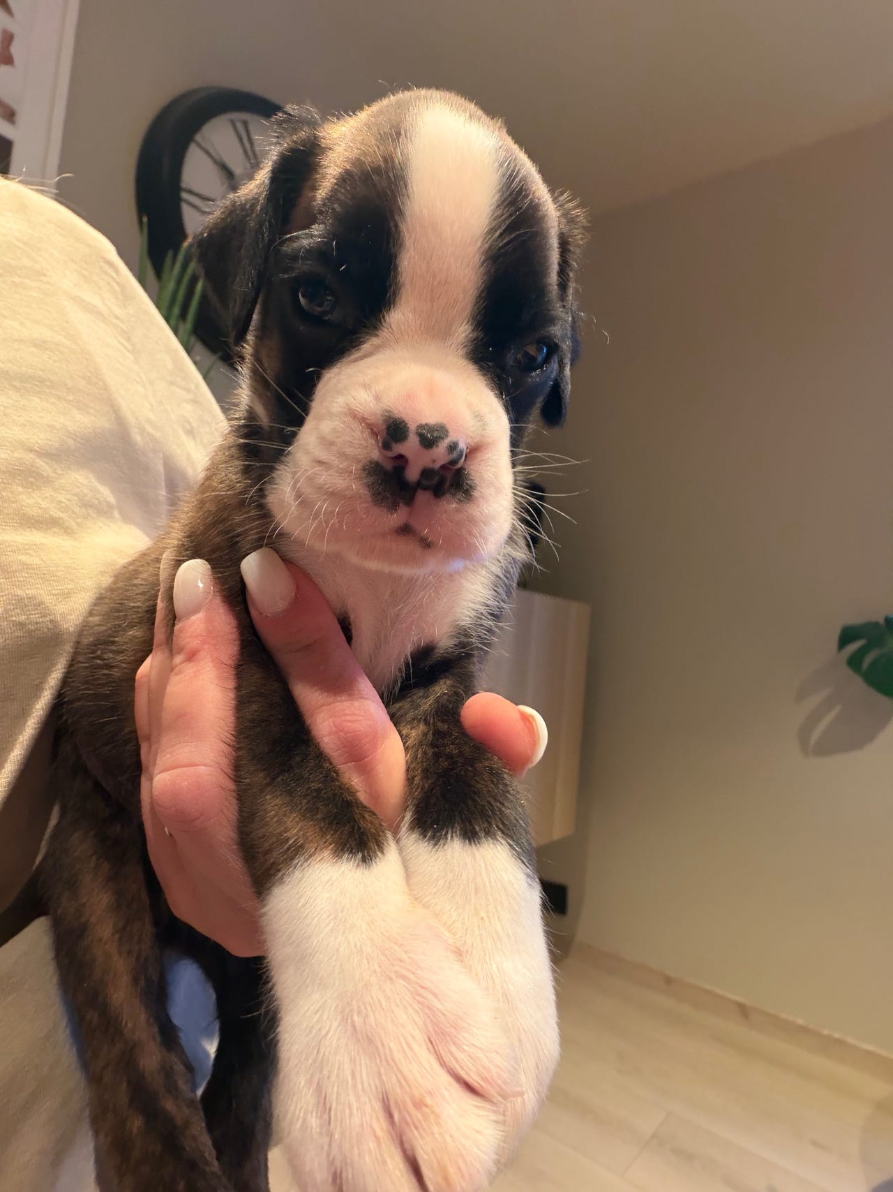 Boxer