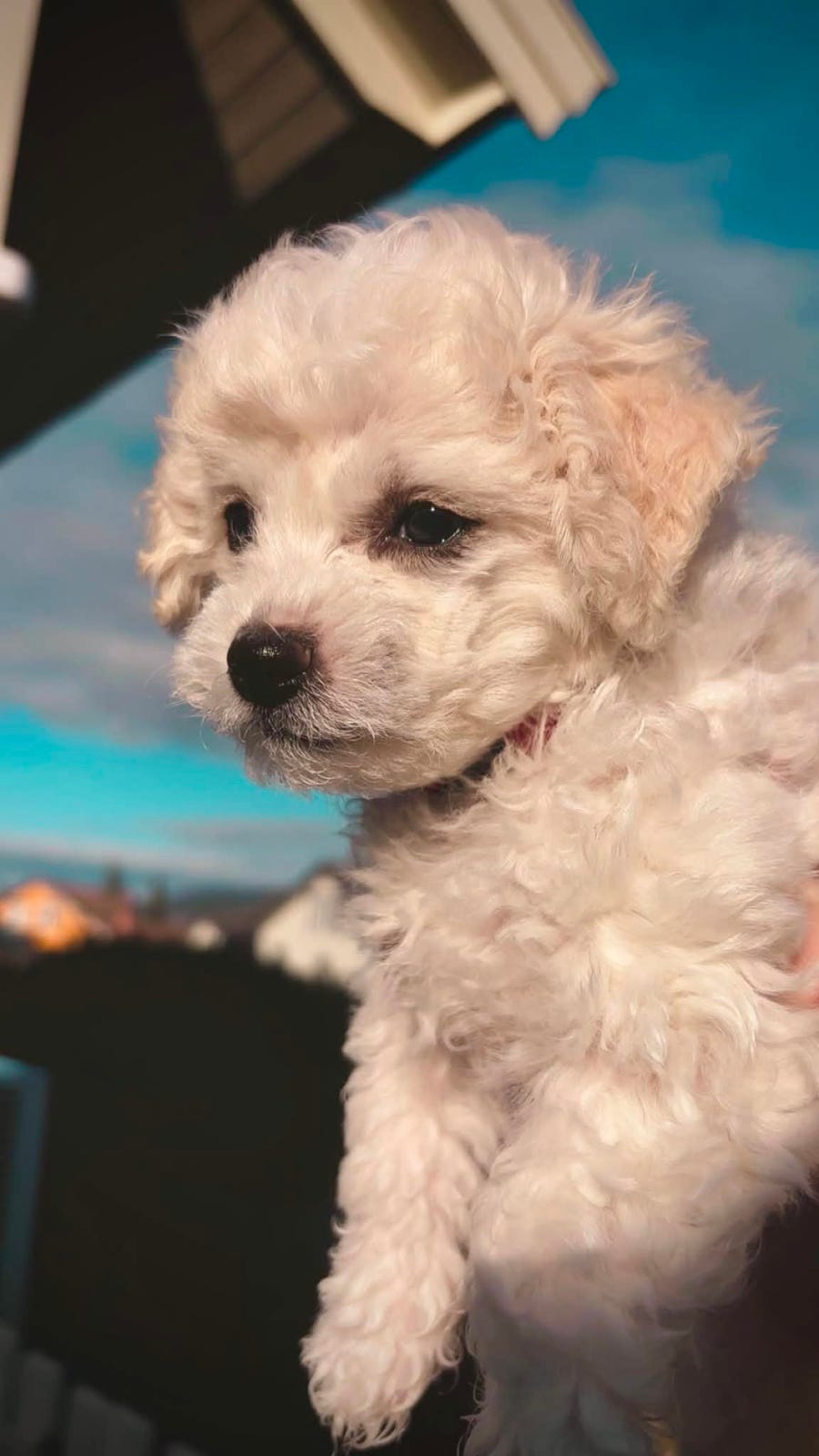 Bichon frisé