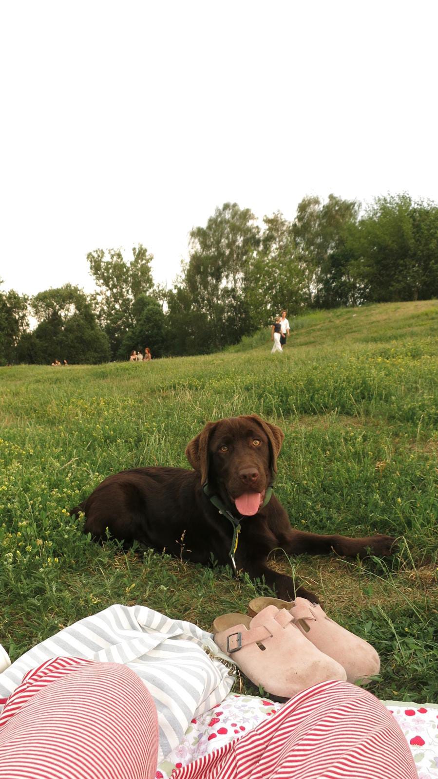 Labrador retriever