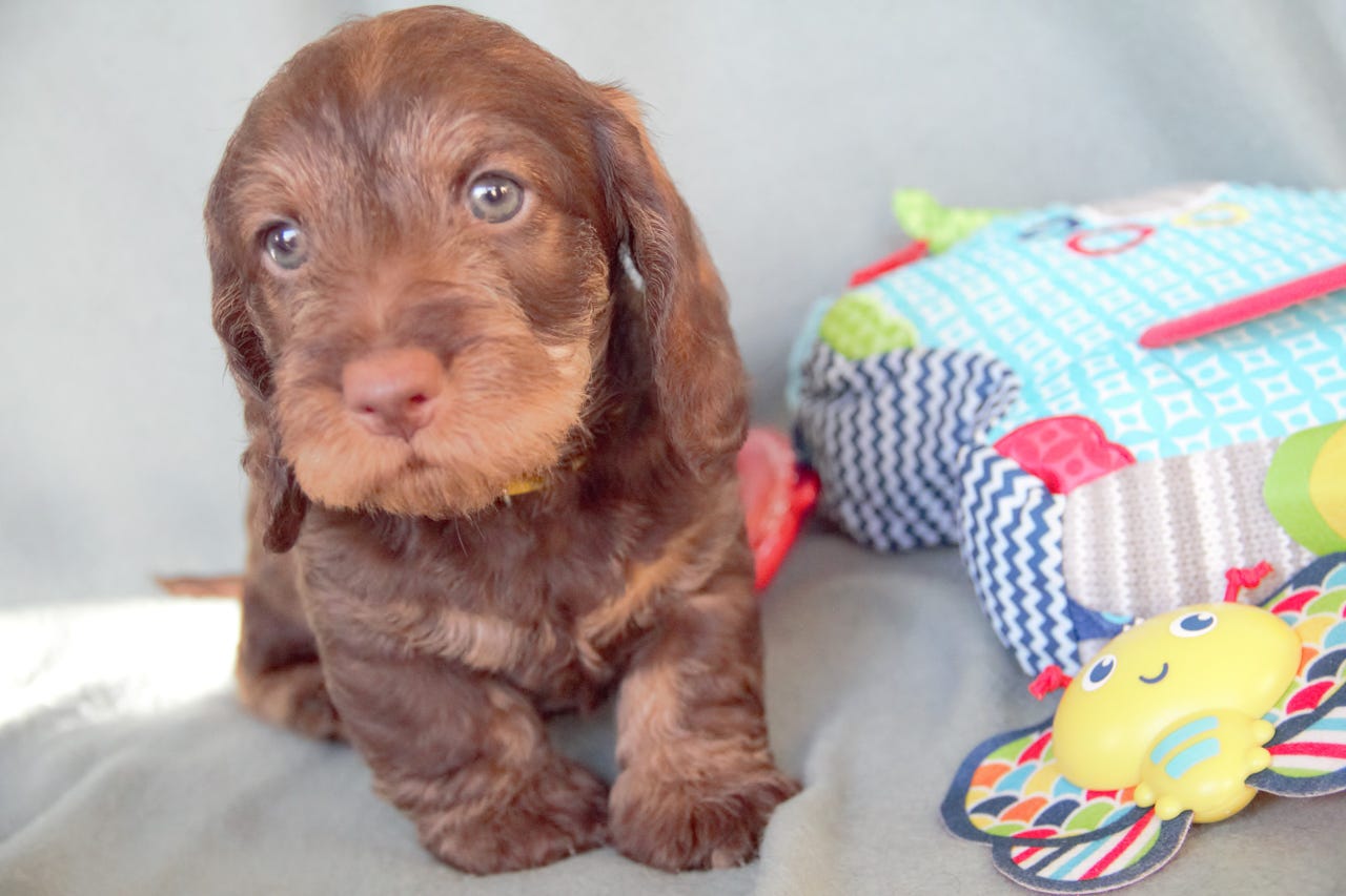 Dachshund strihåret