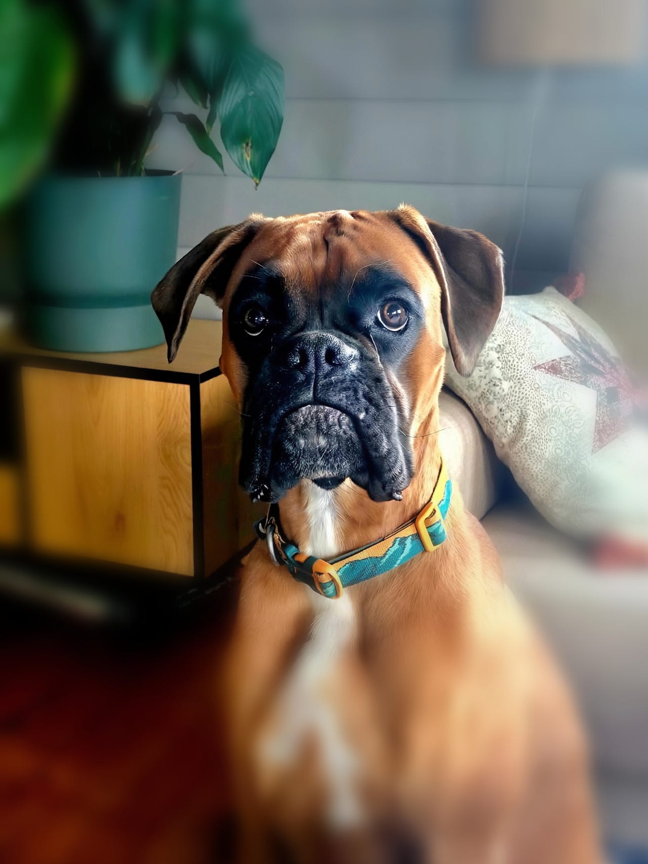 Boxer