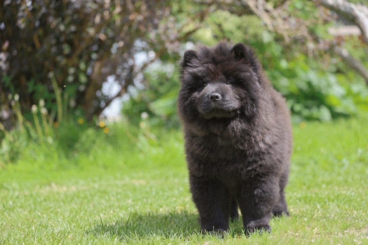 Chow chow