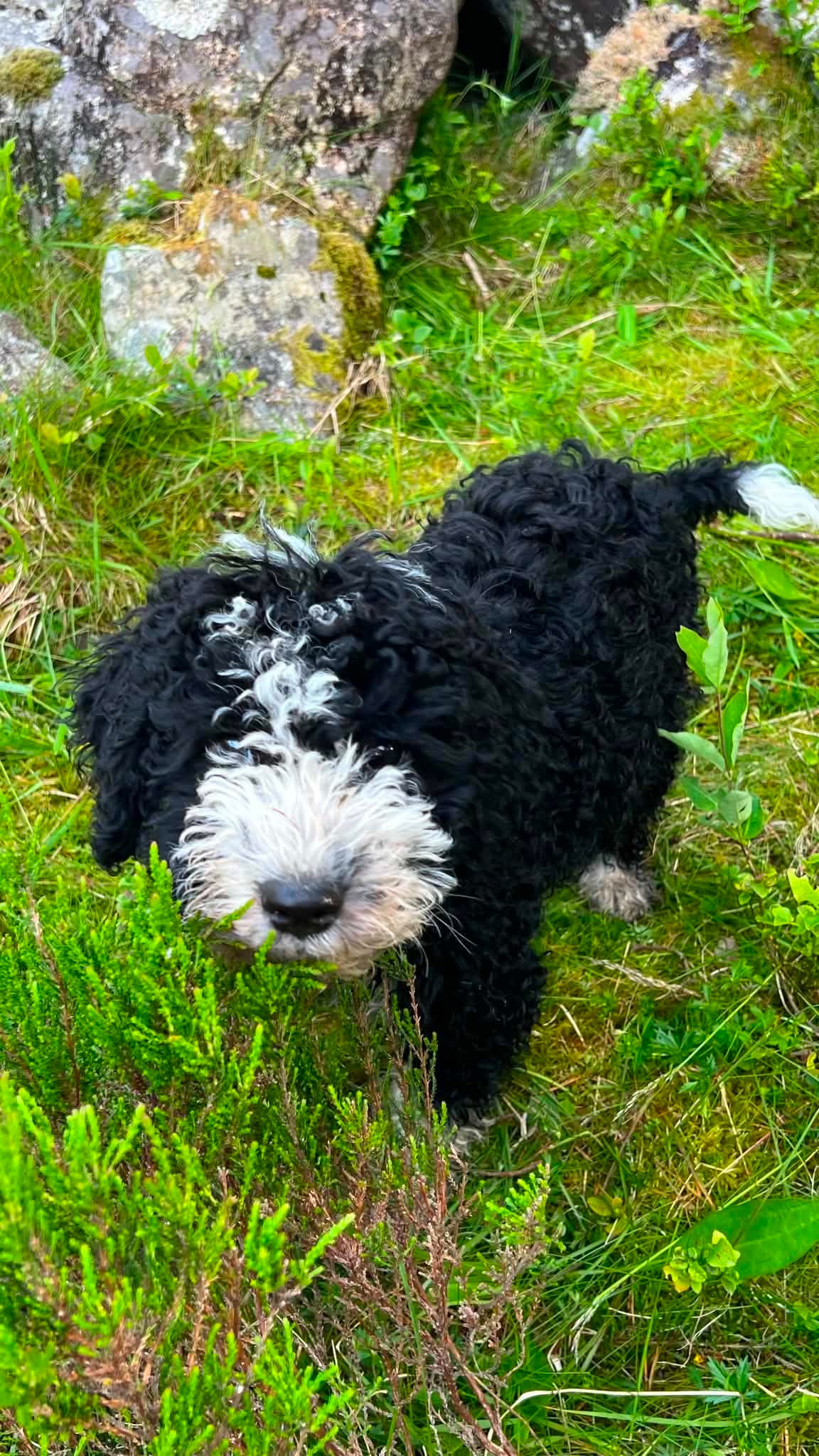 Spansk vannhund