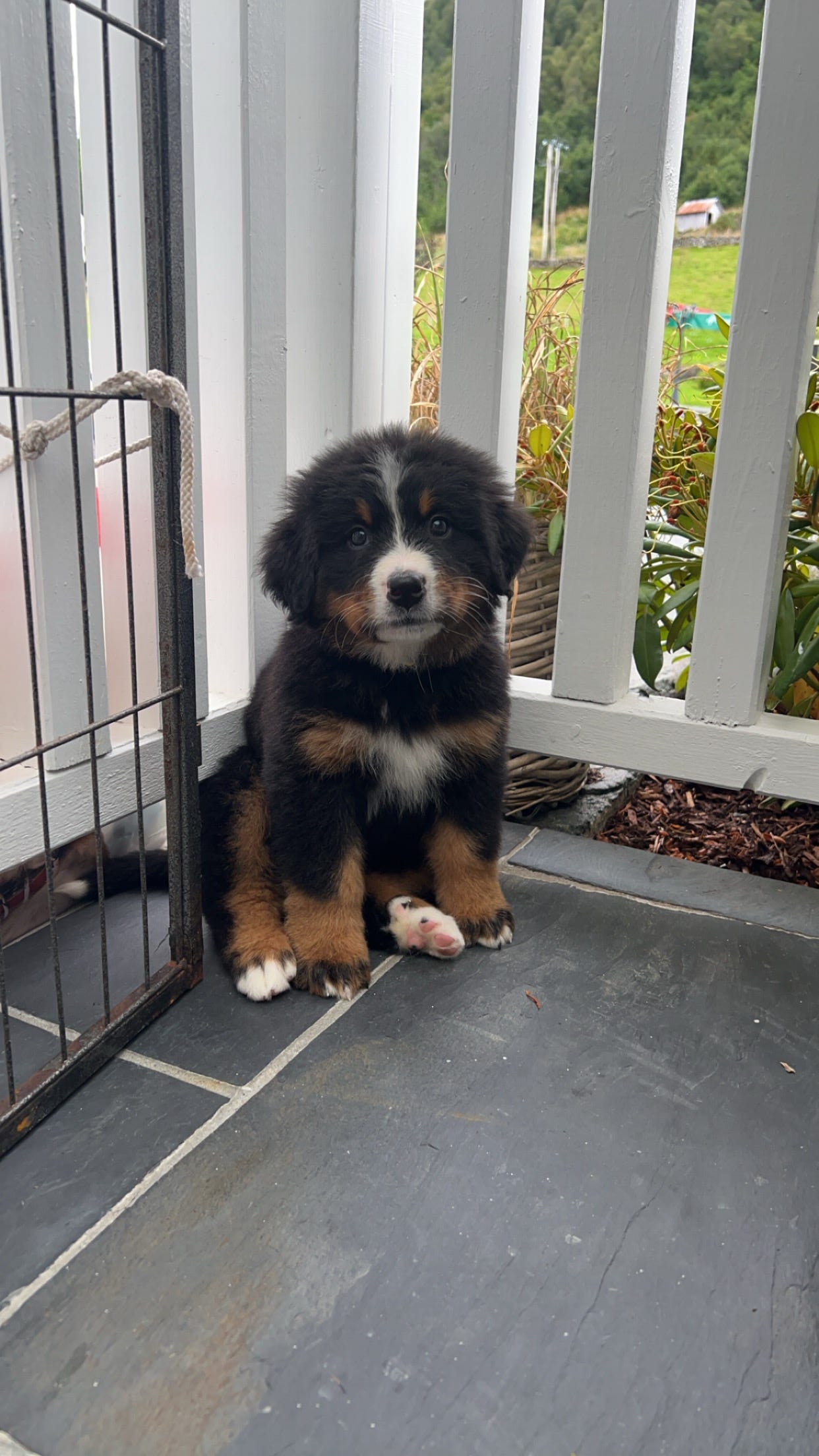 Berner sennenhund