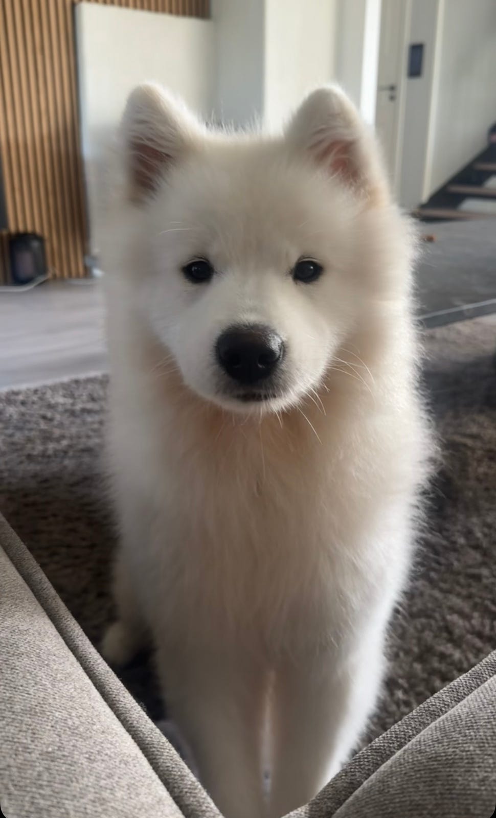 Samojedhund