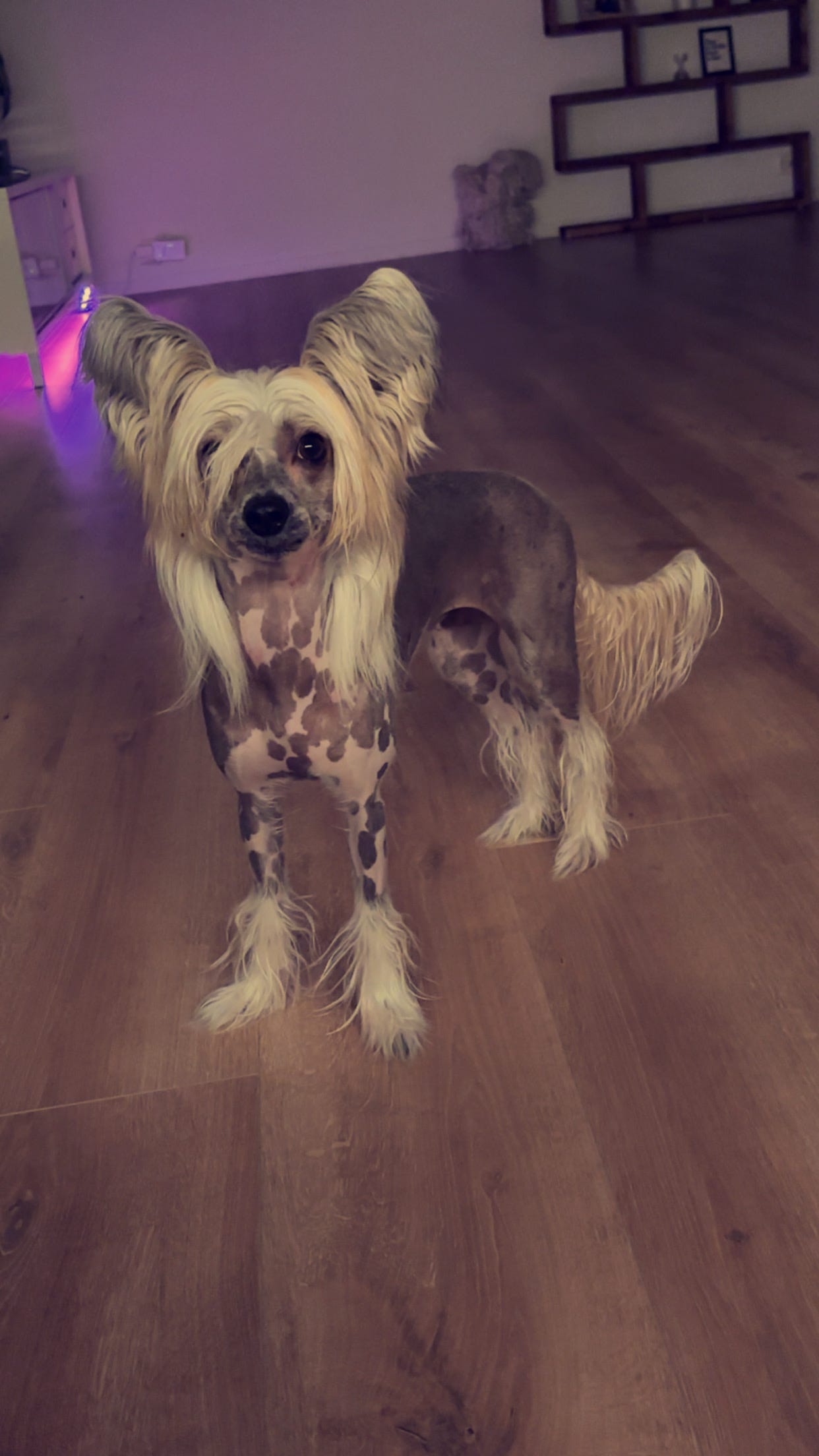 Chinese crested