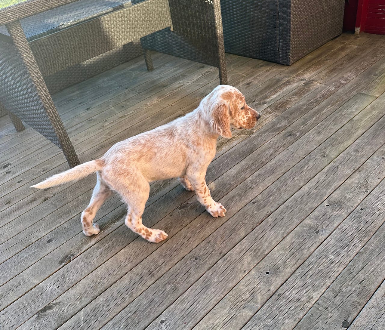Engelsk setter