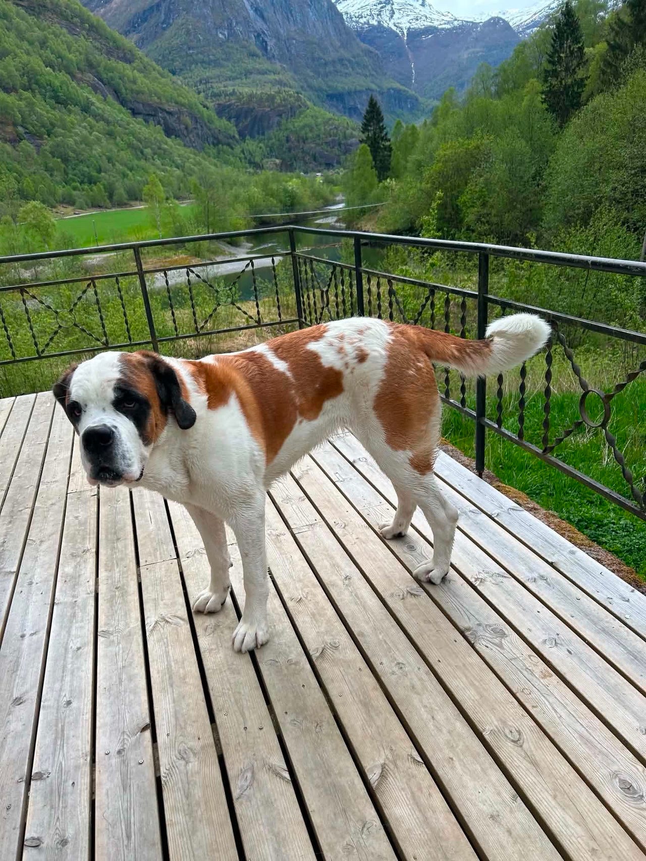 Sankt bernhardshund korthåret