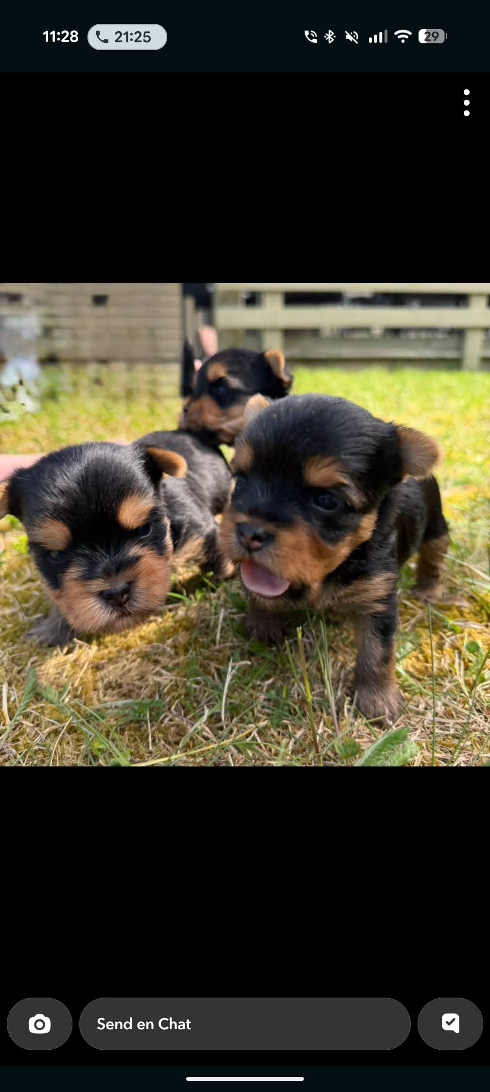 Yorkshire terrier