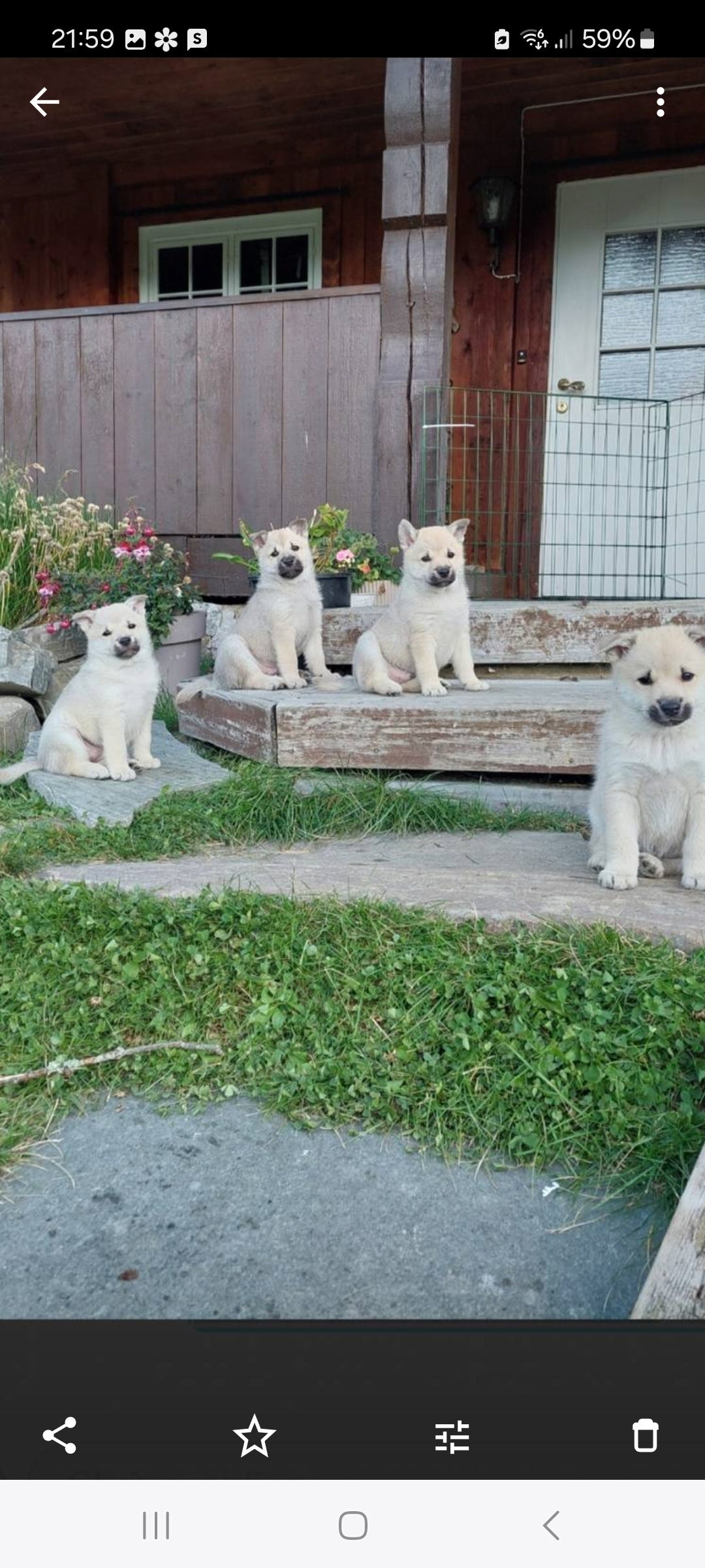 Norsk buhund