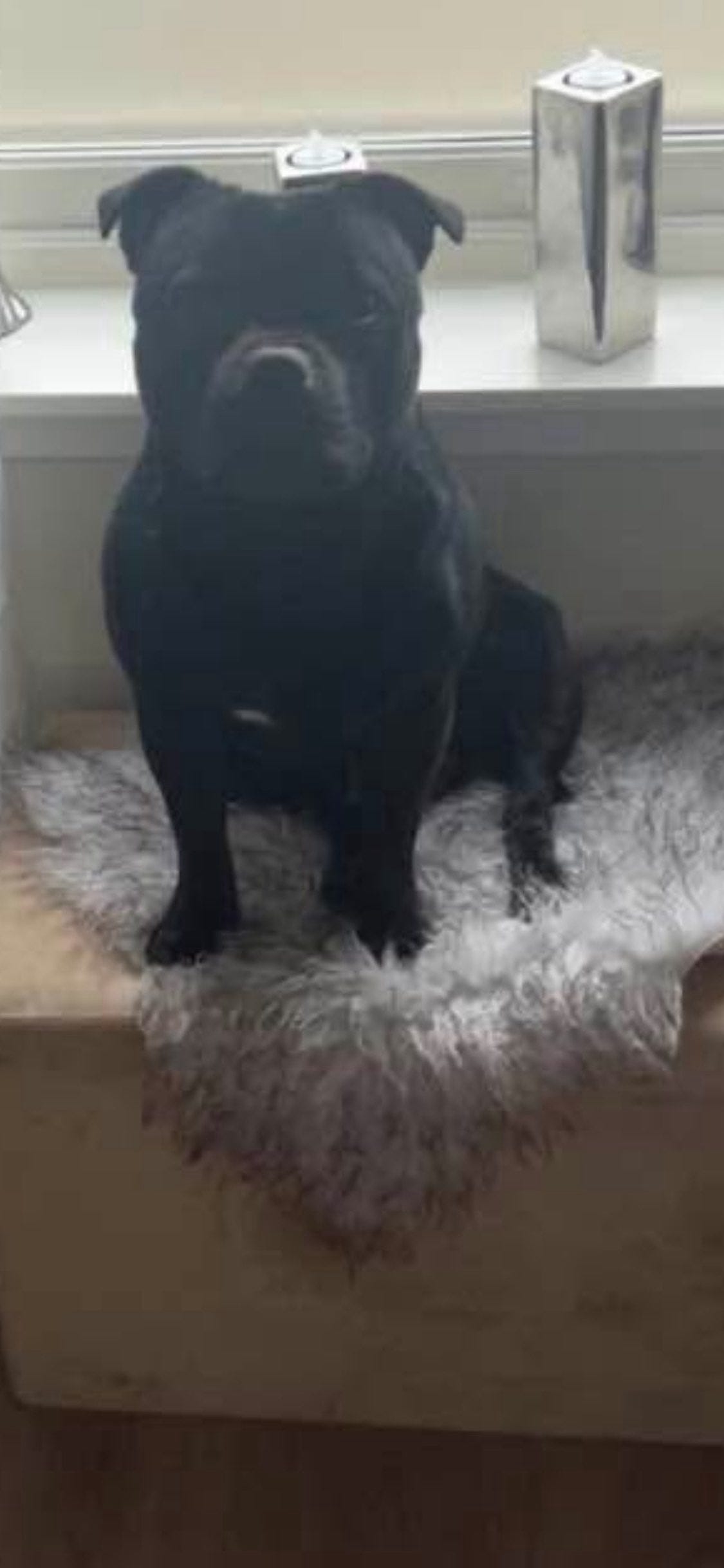Staffordshire bull terrier