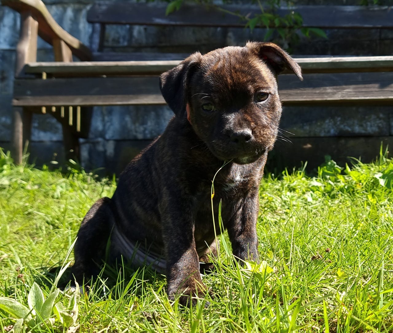 Staffordshire bull terrier