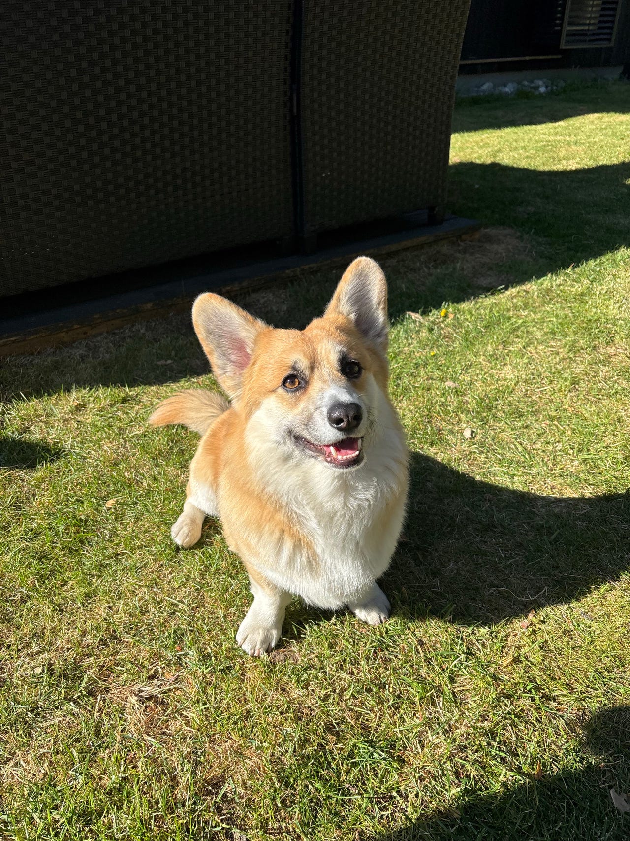 Welsh corgi pembroke
