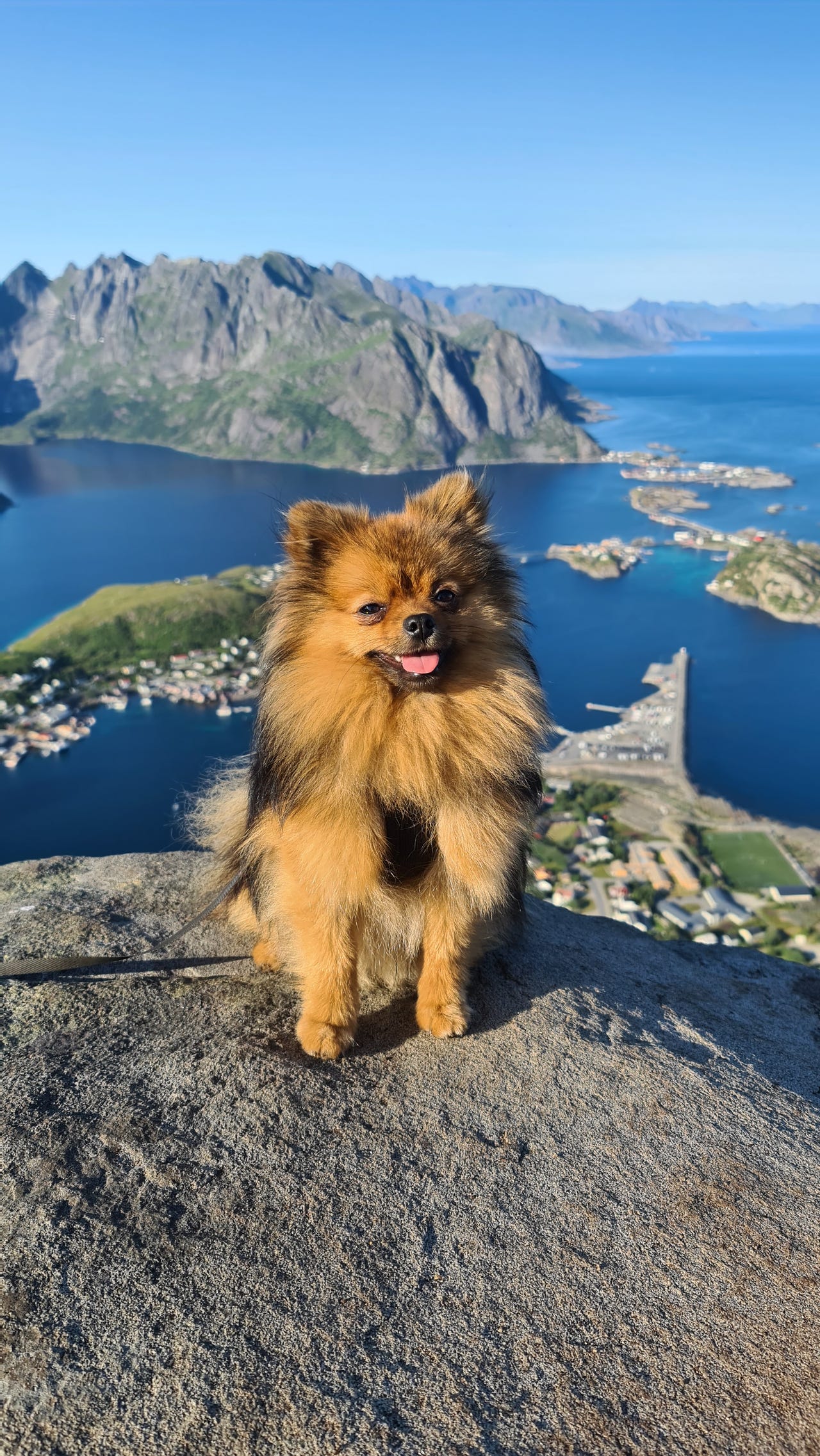 Pomeranian