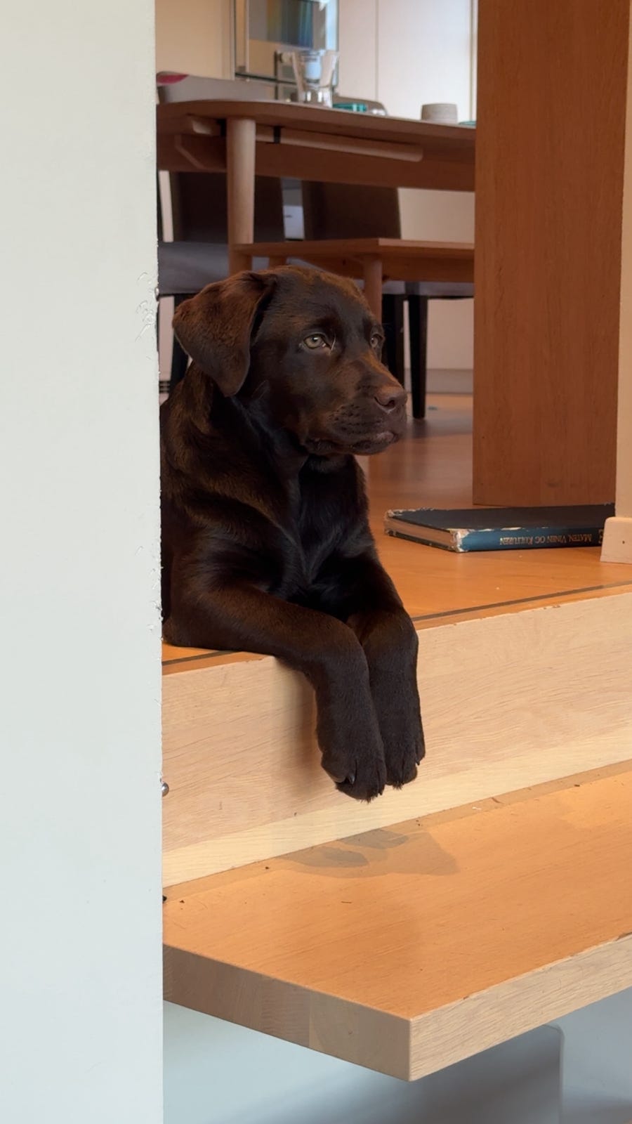 Labrador retriever