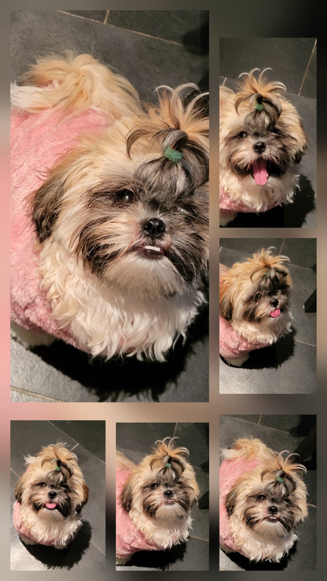 Shih tzu