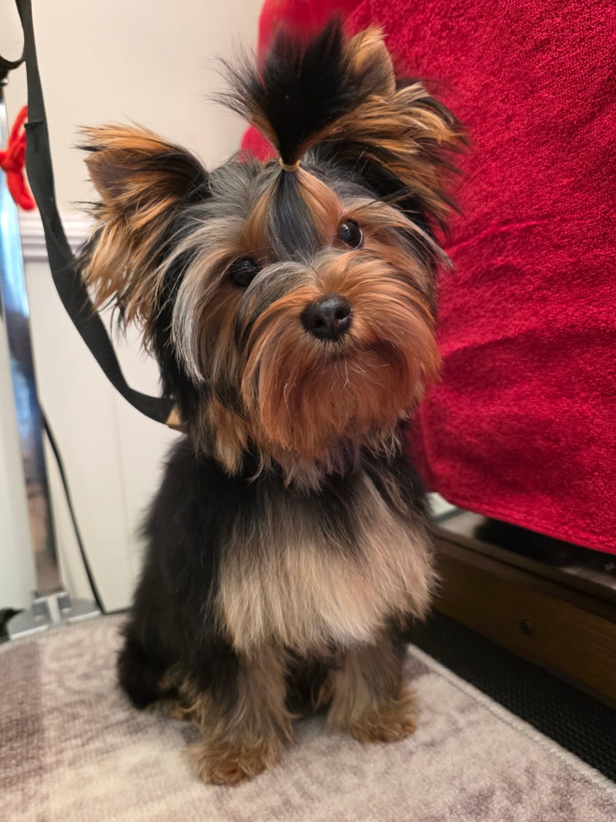 Yorkshire terrier