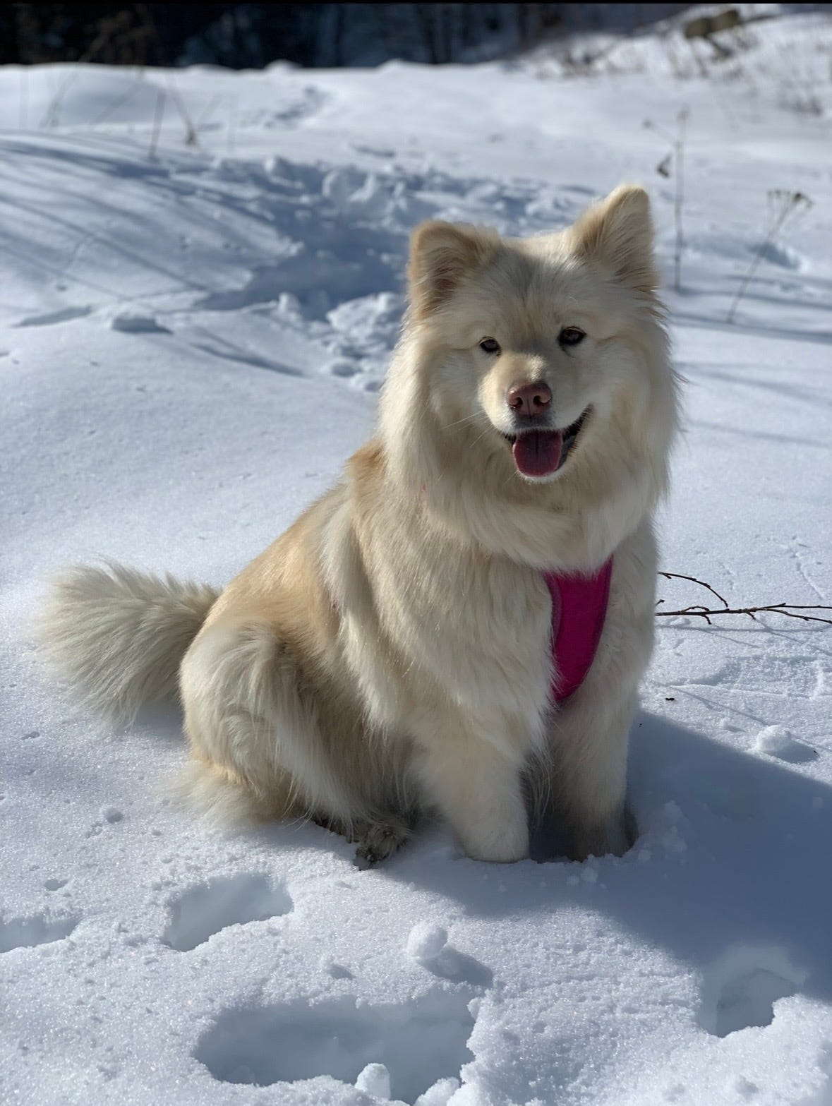 Finsk lapphund