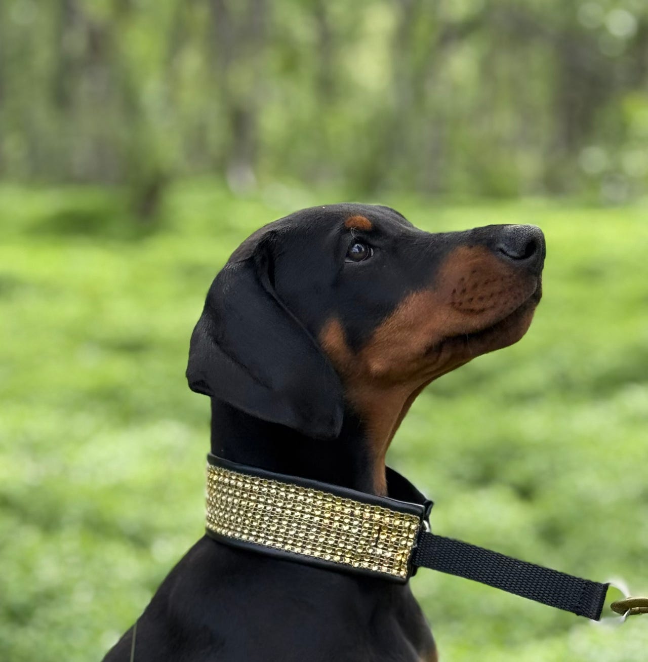 Dobermann