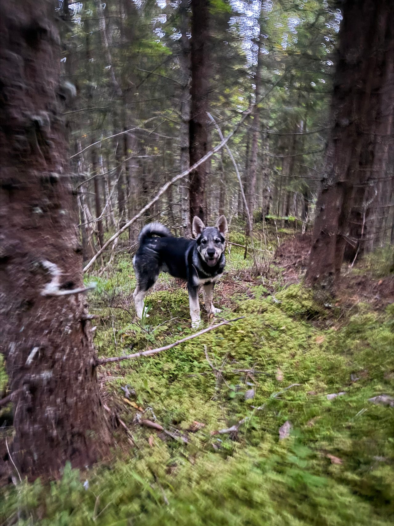 Jämthund