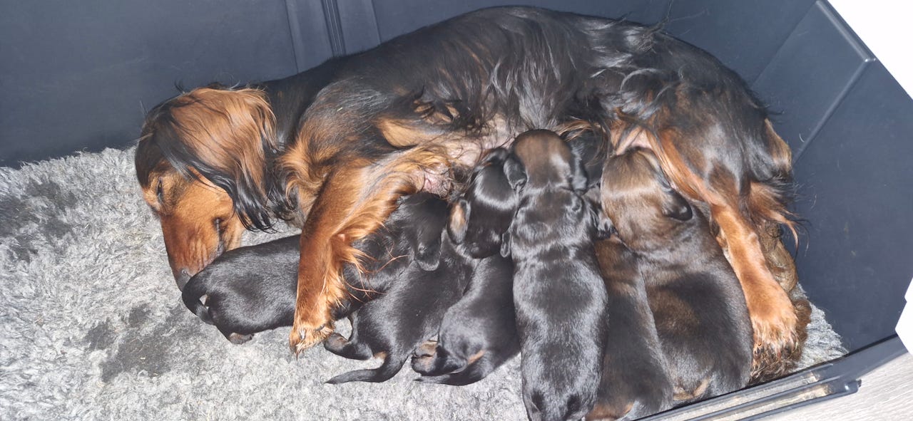 Dvergdachshund korthåret