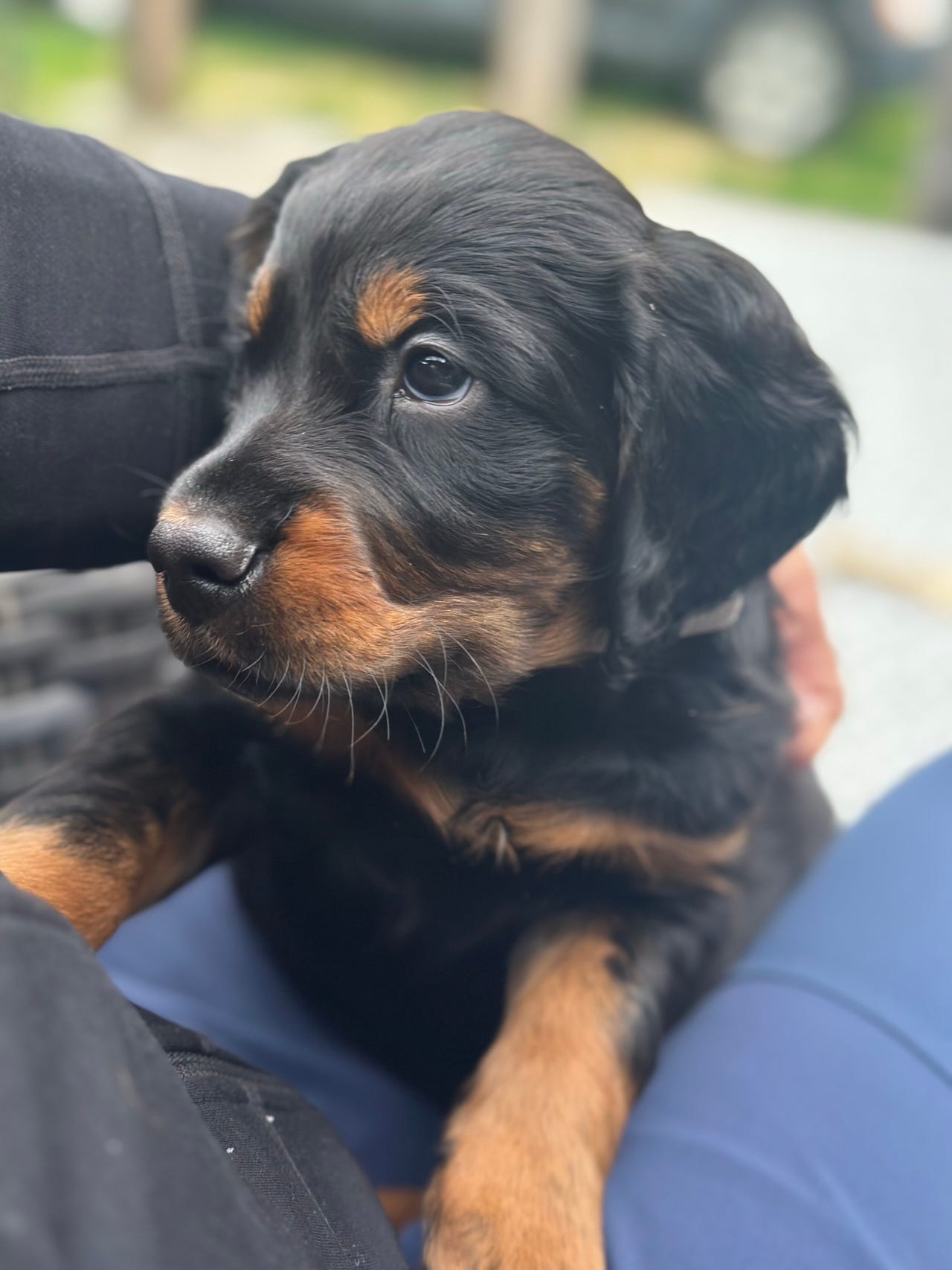 Gordon setter