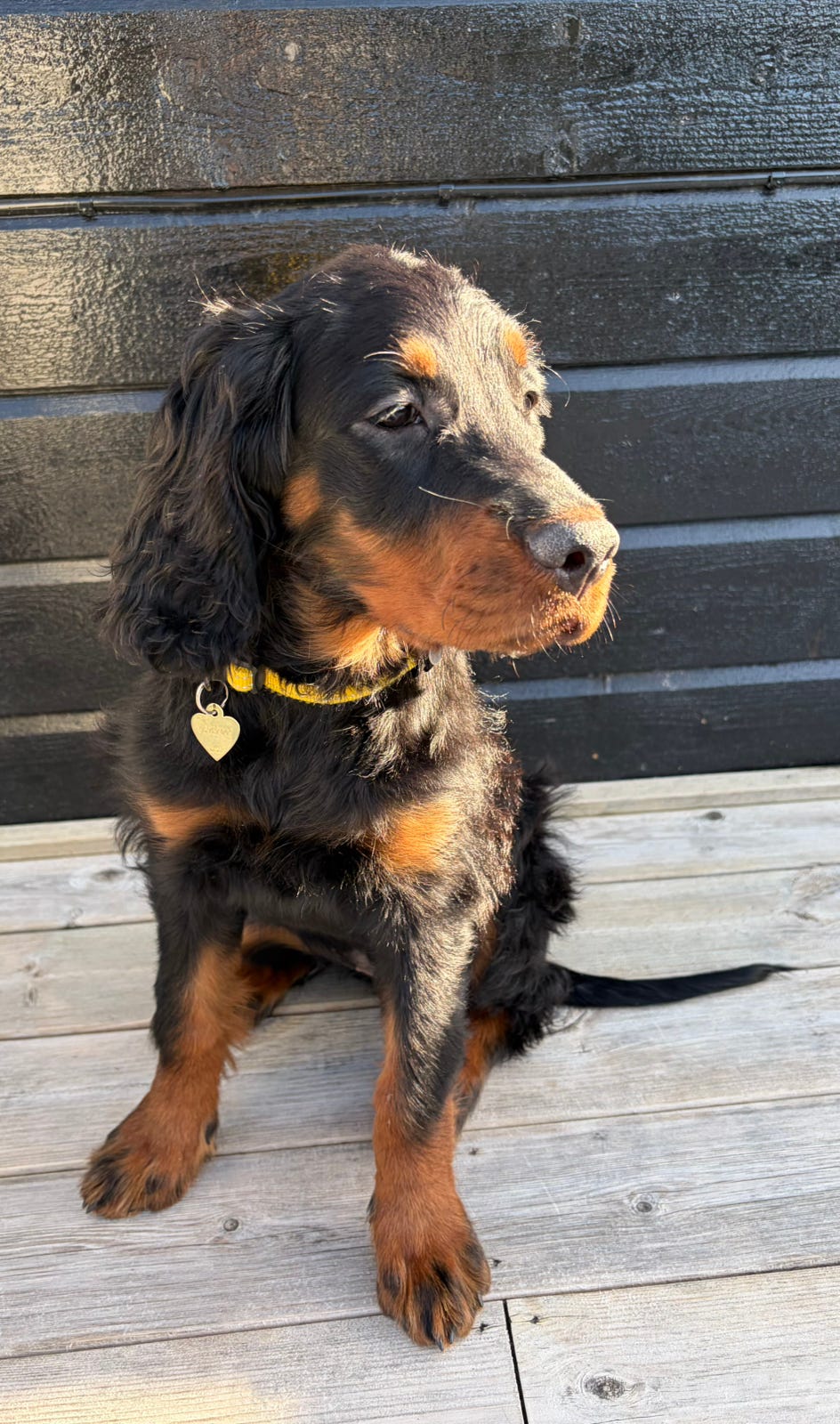 Gordon setter