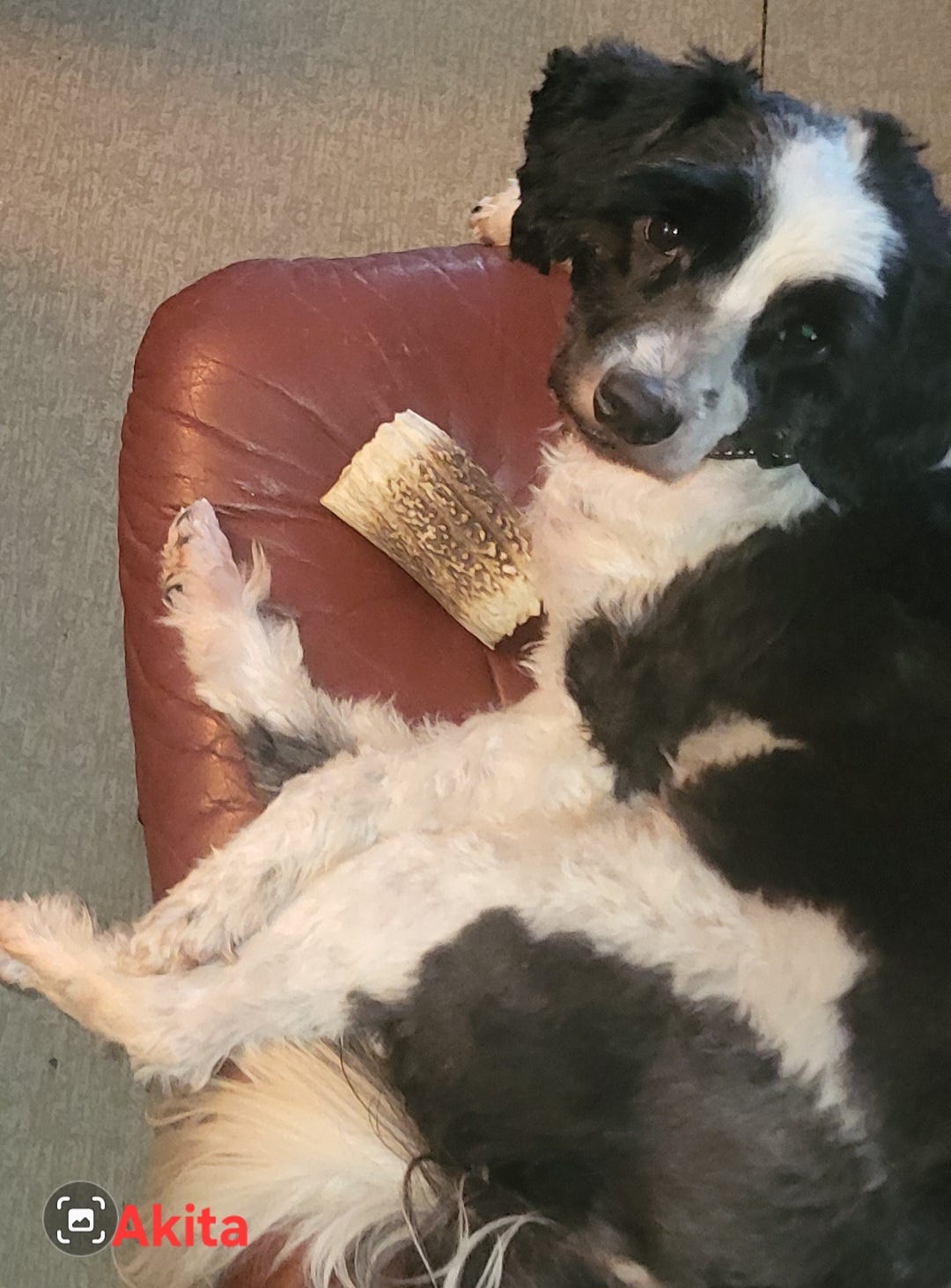 Tibetansk terrier