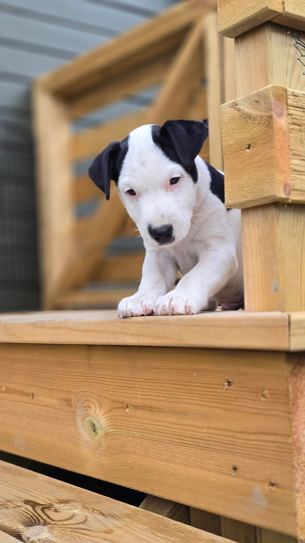 Jack russell terrier