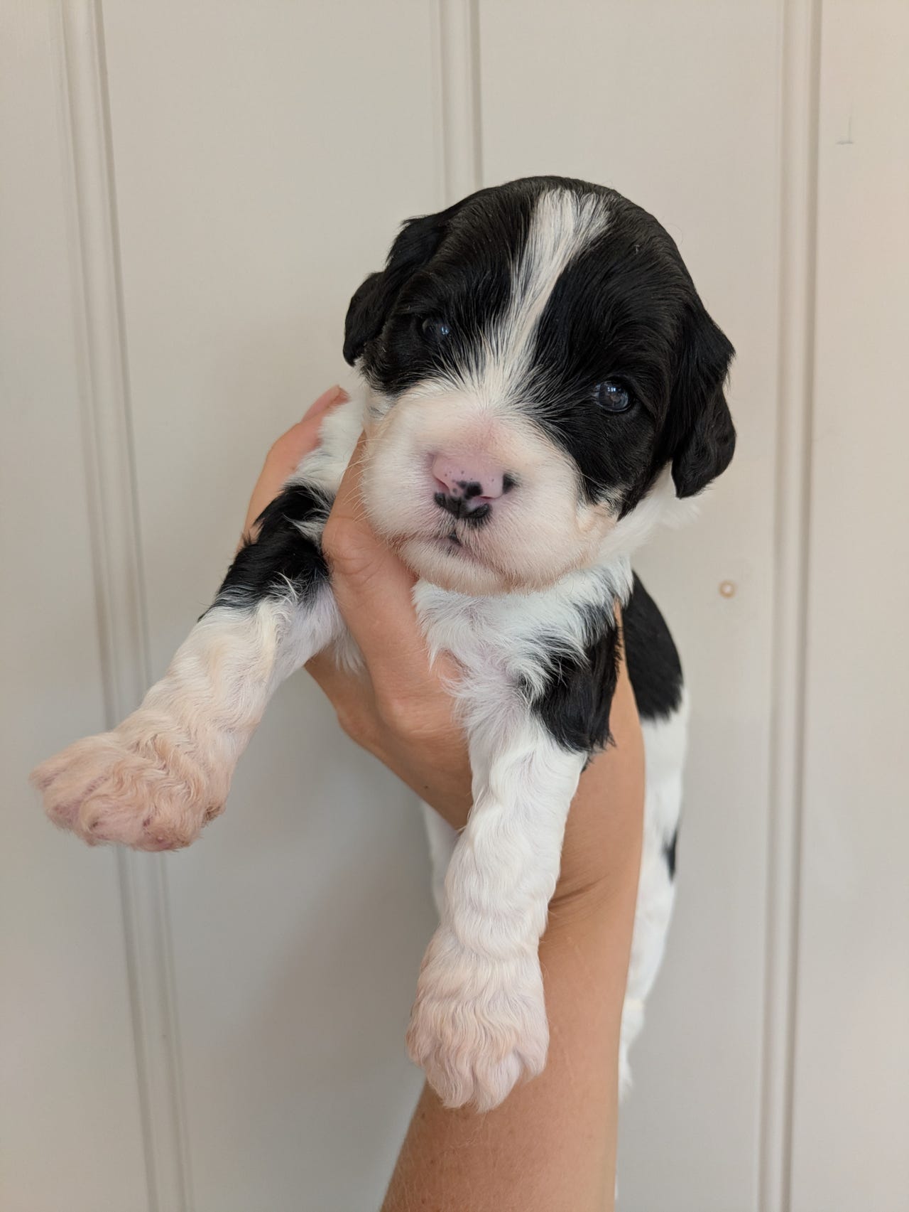 Portugisisk vannhund