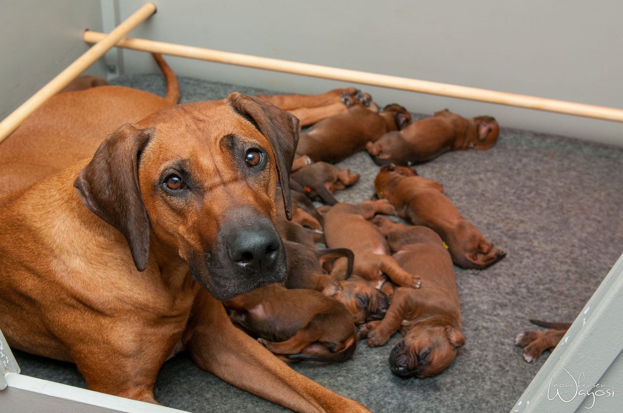 Rhodesian ridgeback