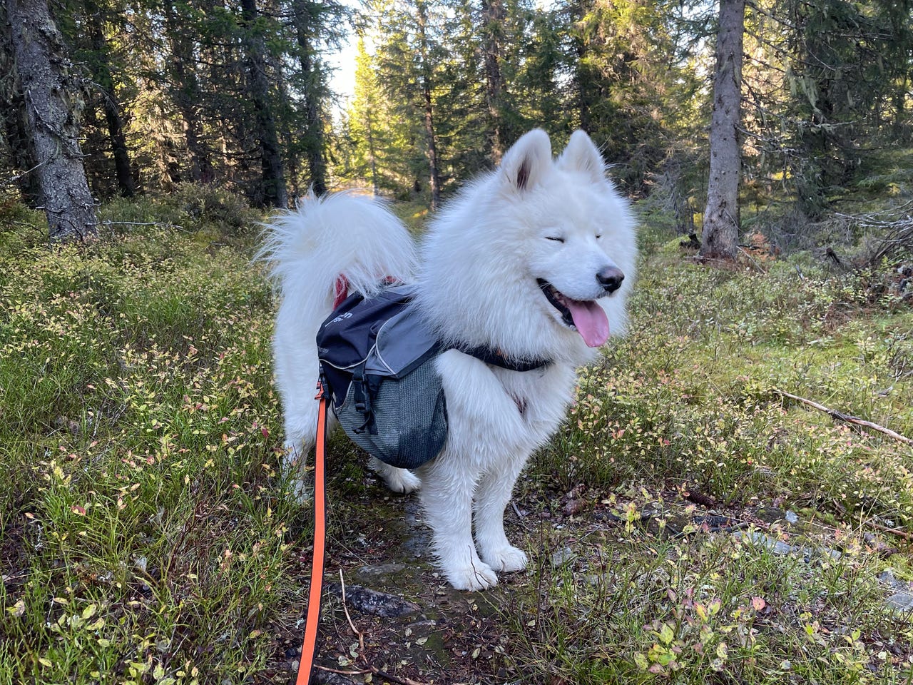Samojedhund