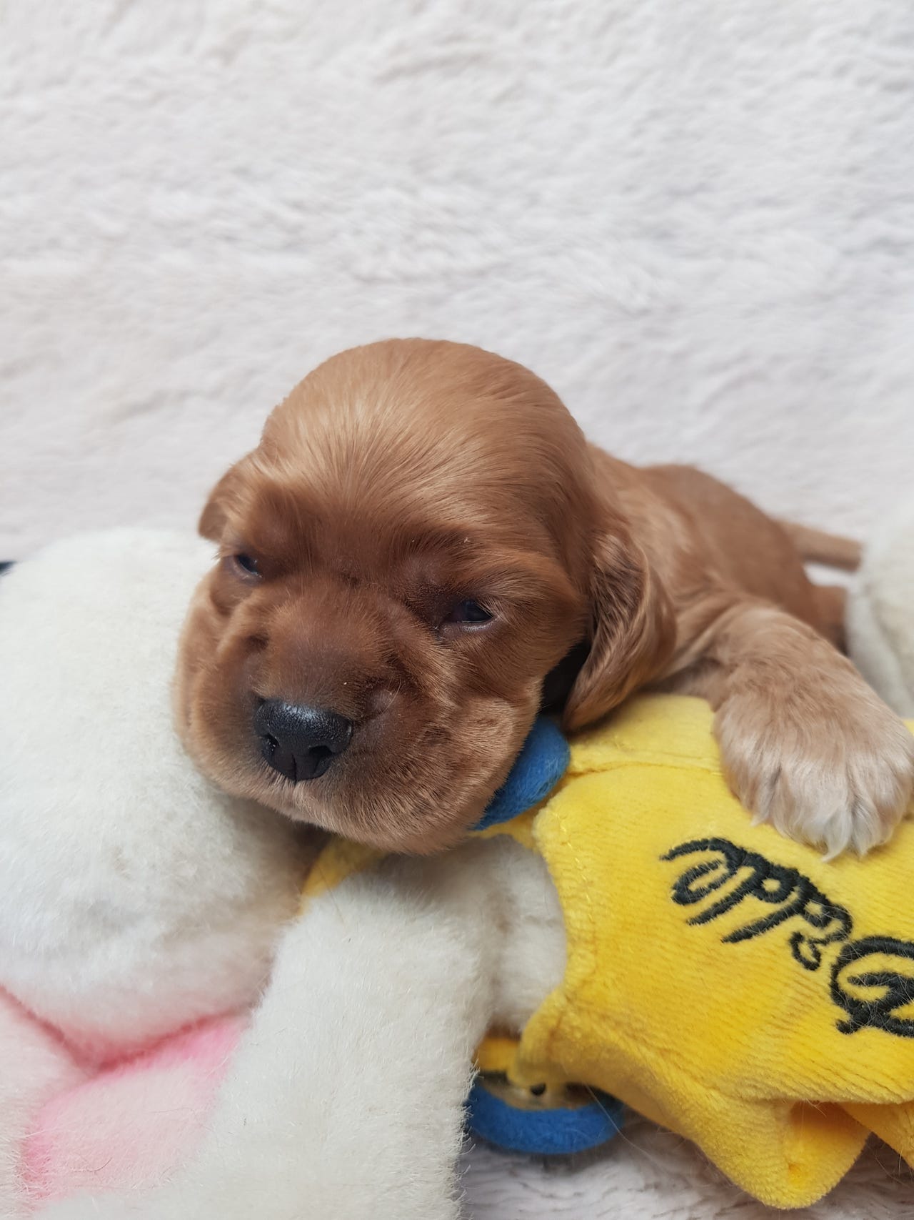 Amerikansk cocker spaniel