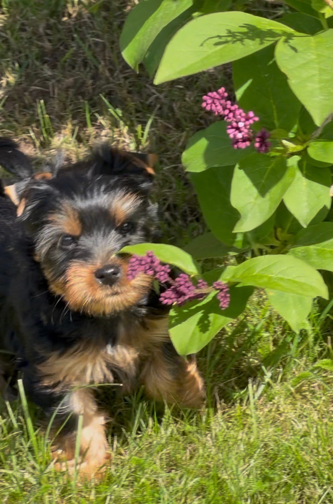 Silky terrier