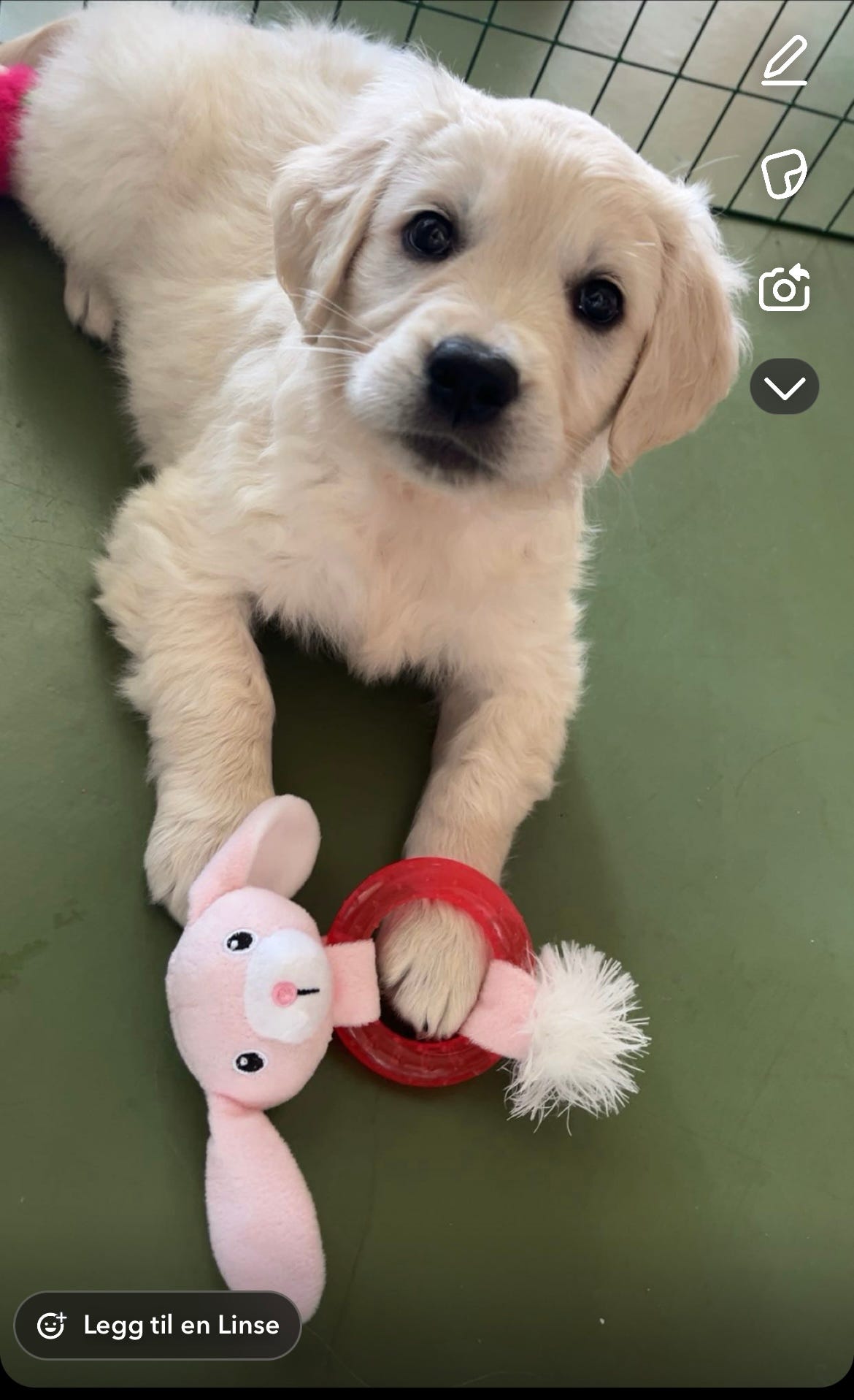 Golden retriever
