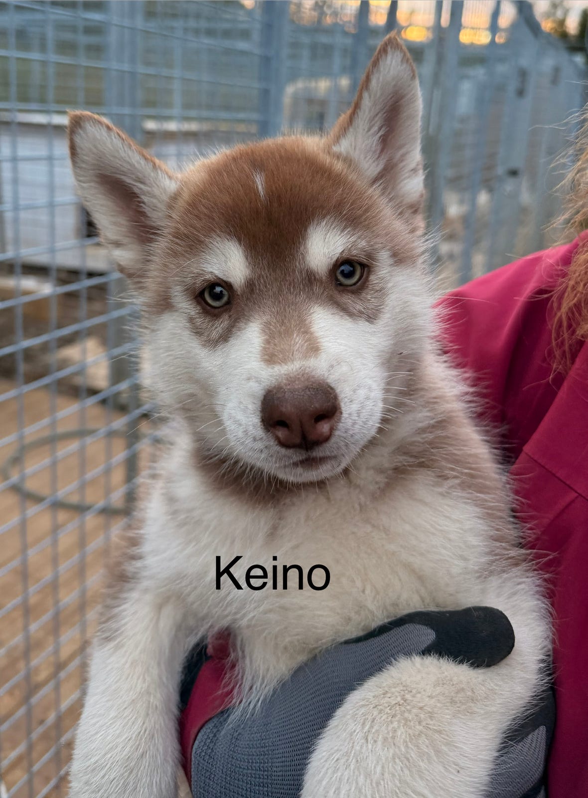 Siberian husky