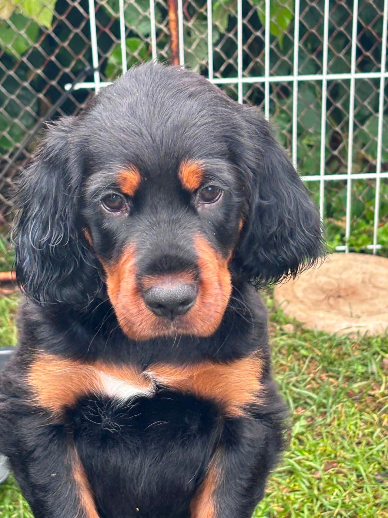 Gordon setter