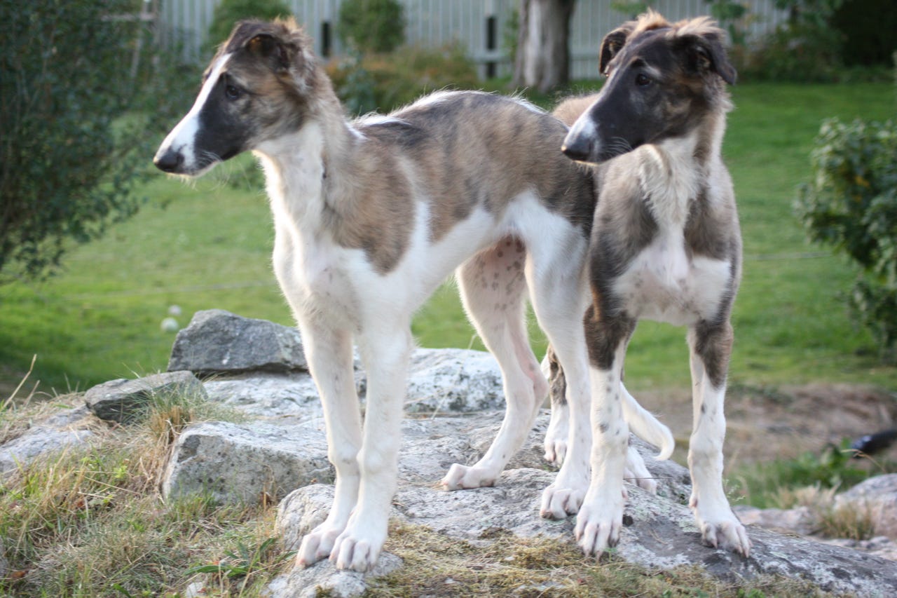 Borzoi