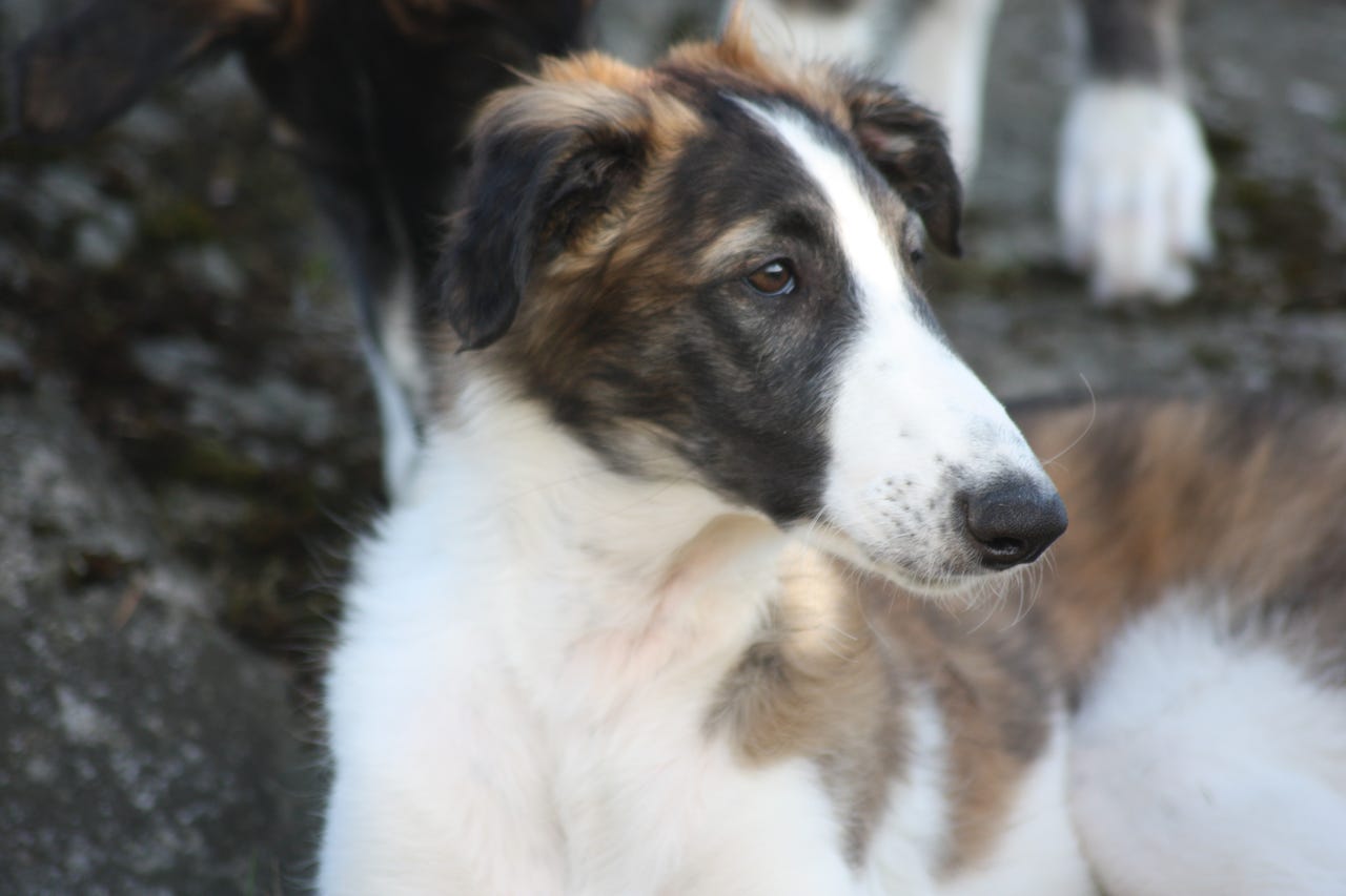 Borzoi