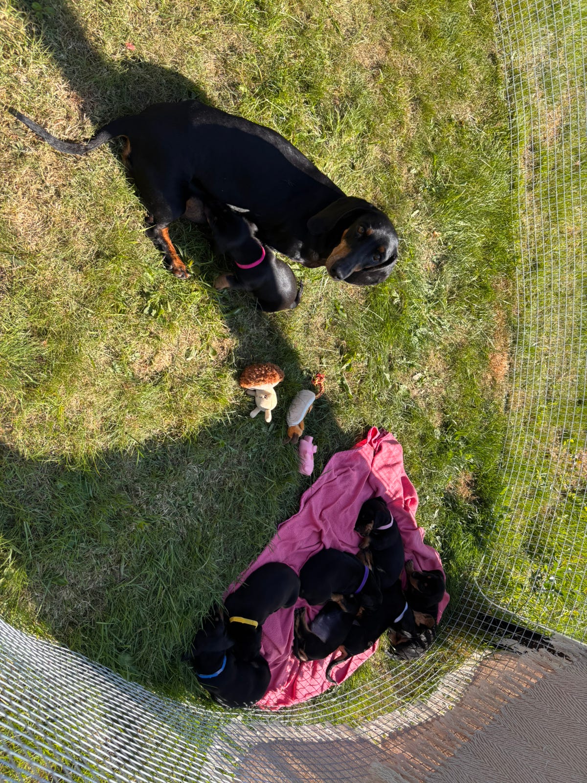 Dachshund korthåret