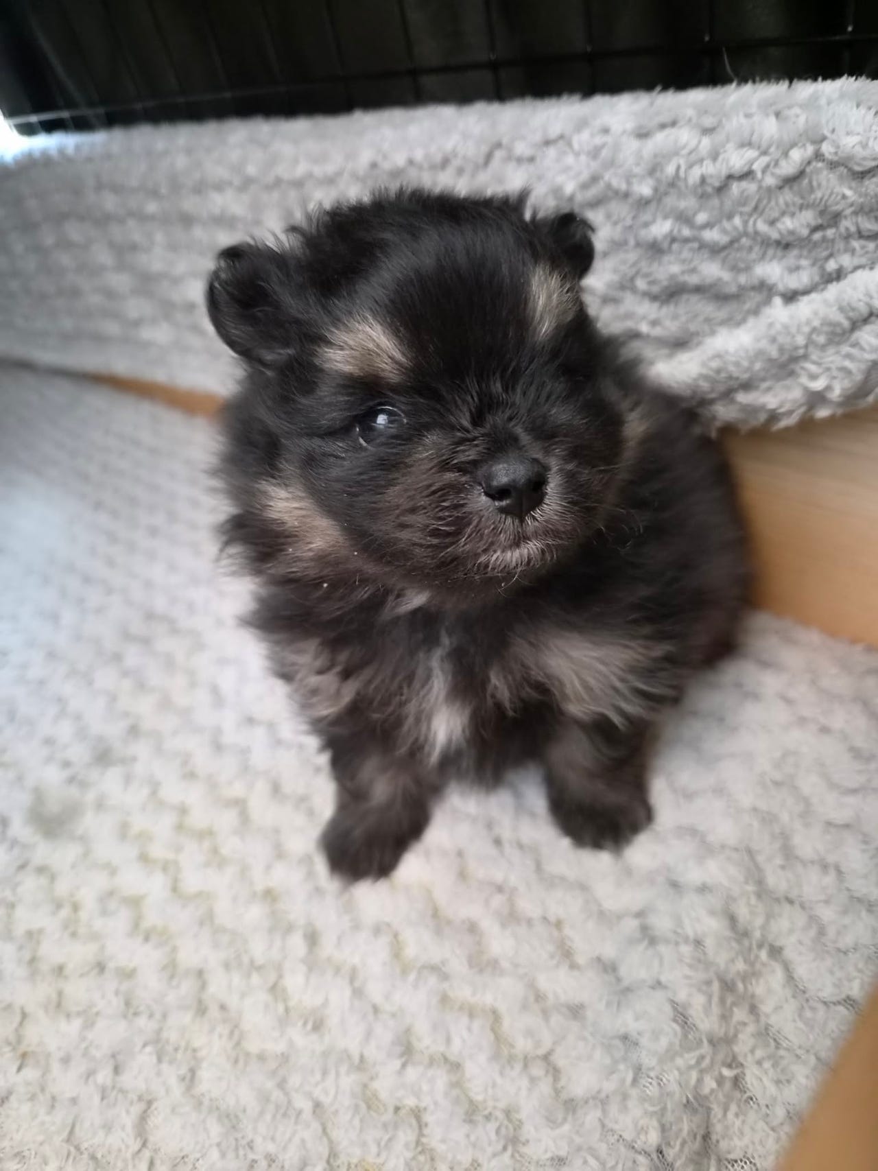 Pomeranian