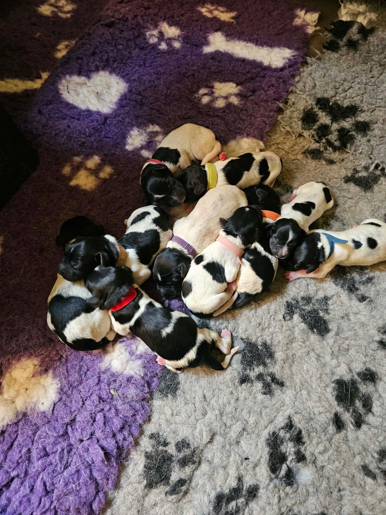 Stabijhoun