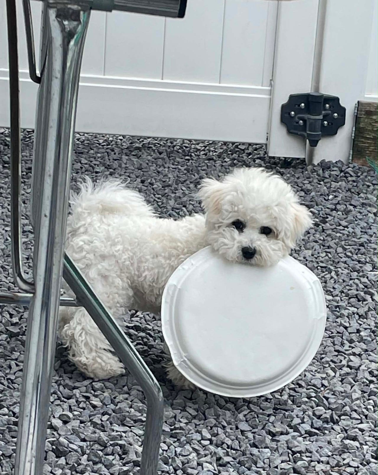Bichon frisé