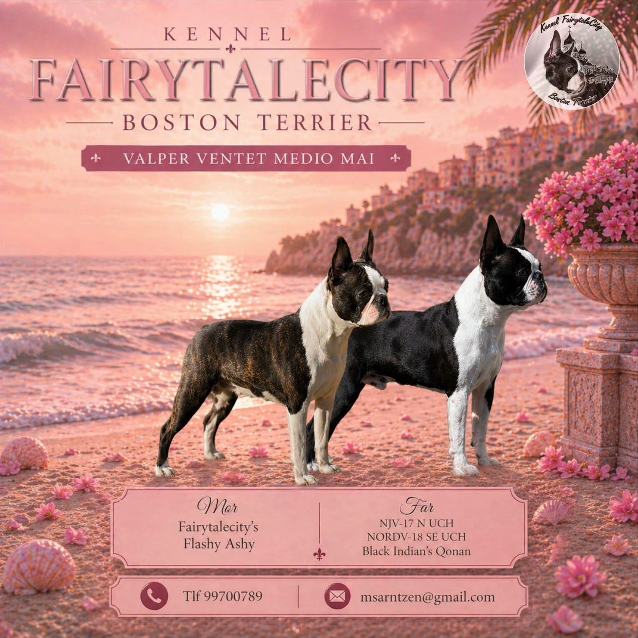 Boston terrier