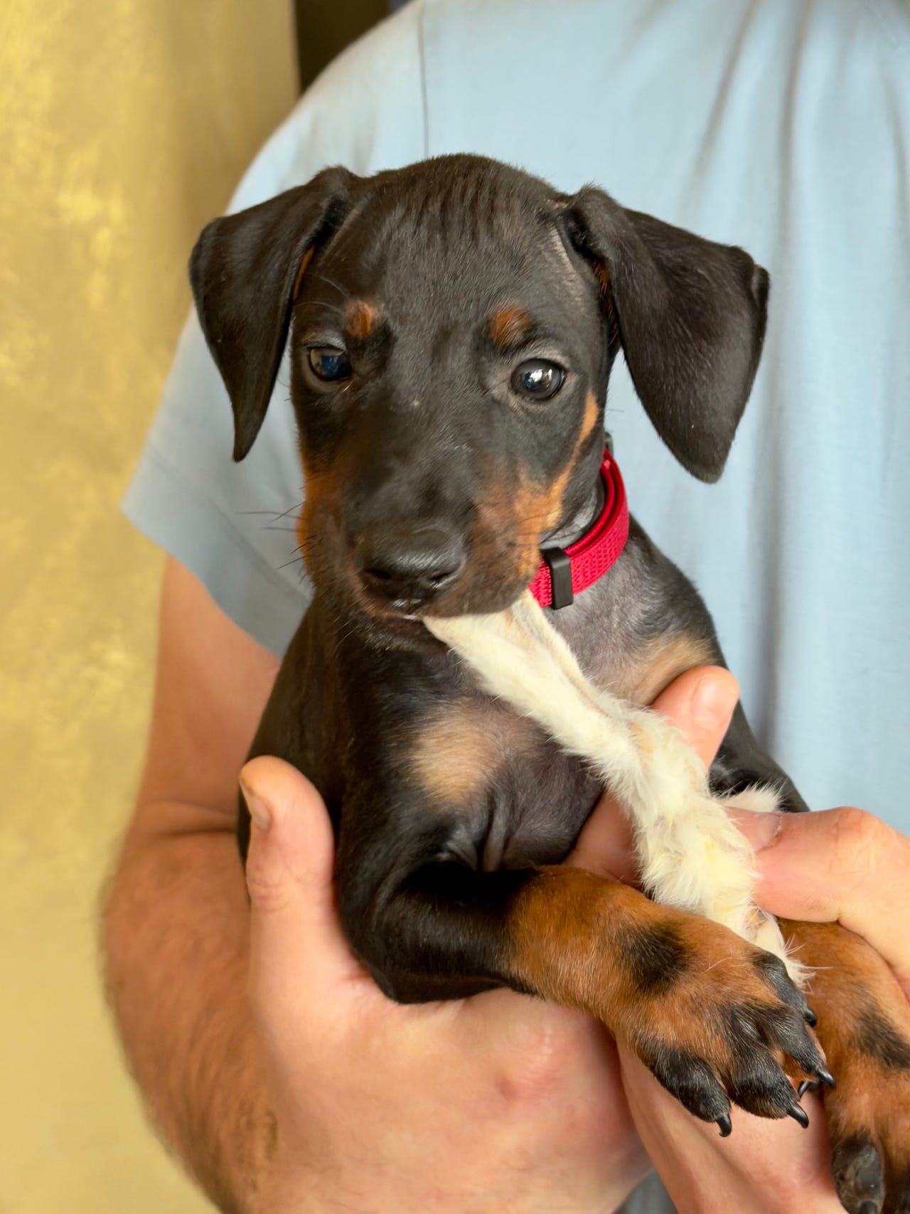 Manchester terrier