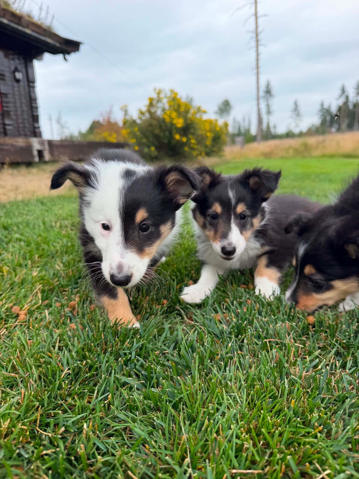 Shetland sheepdog