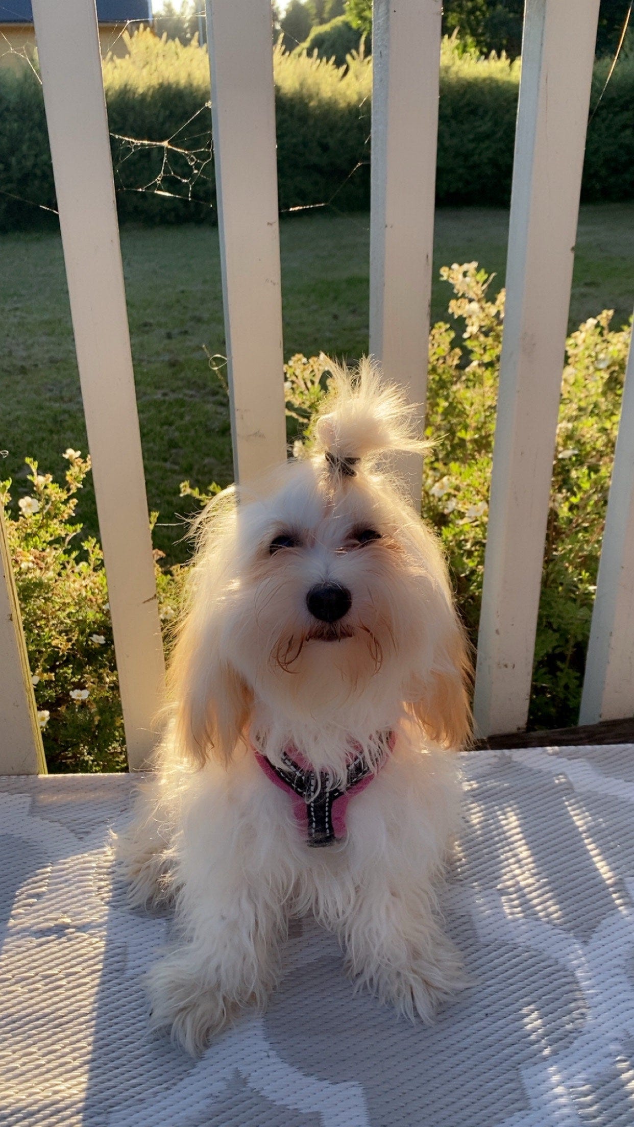 Chinese crested powderpuff